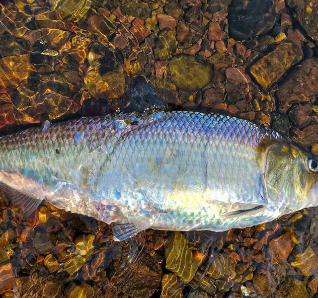 american shad delaware river