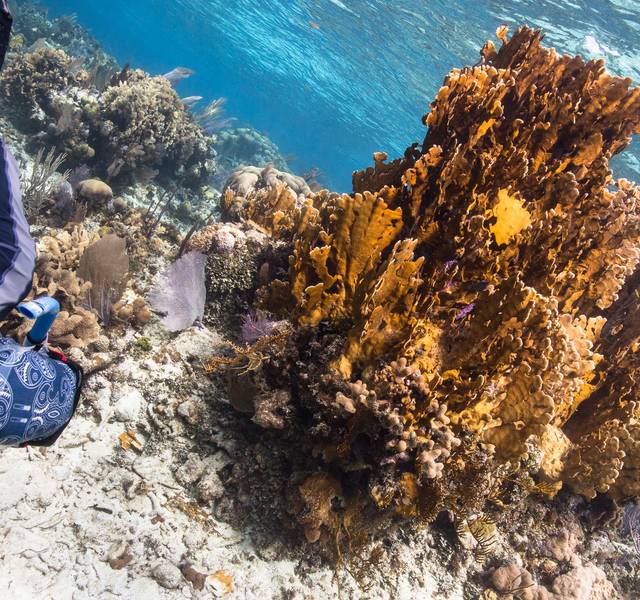 coral reef belize