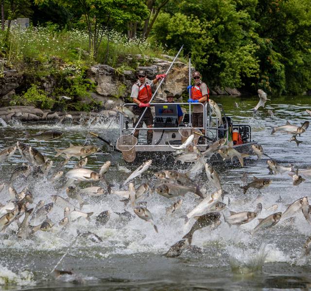jumping silver carp
