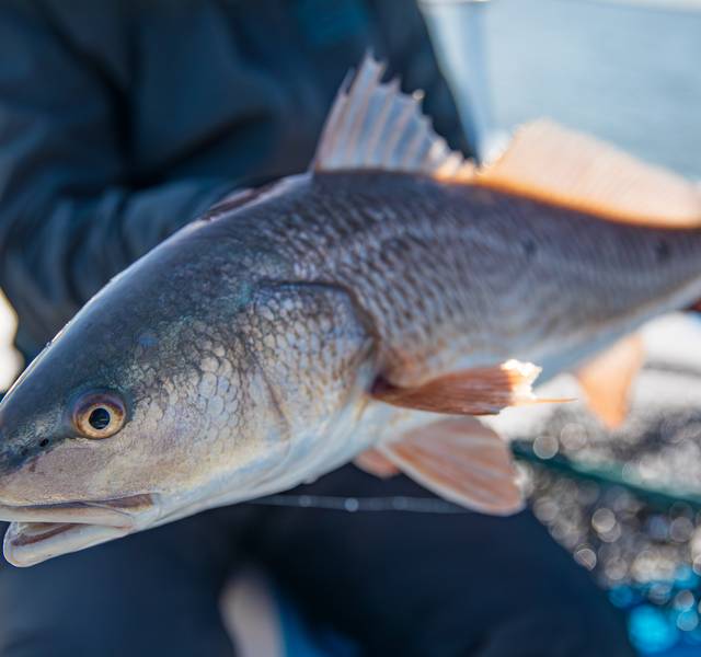 redfish fly fishing