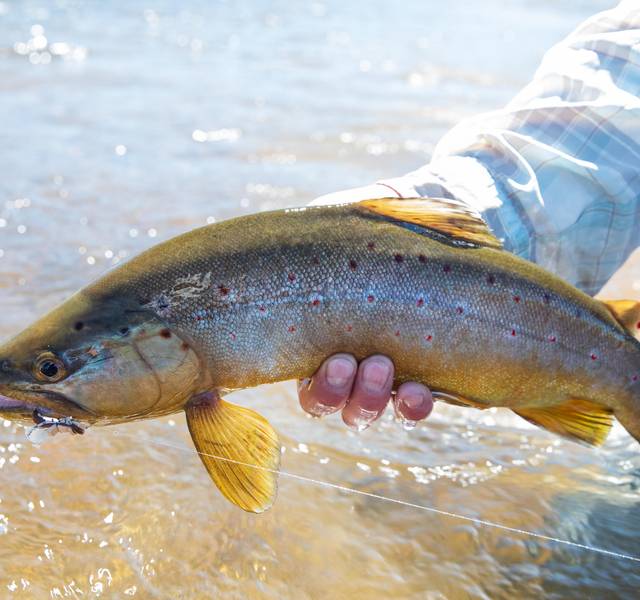 terrestrial fly trout fishing - brown trout