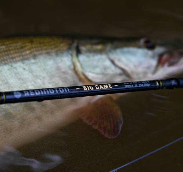 redington big game rod next to musky