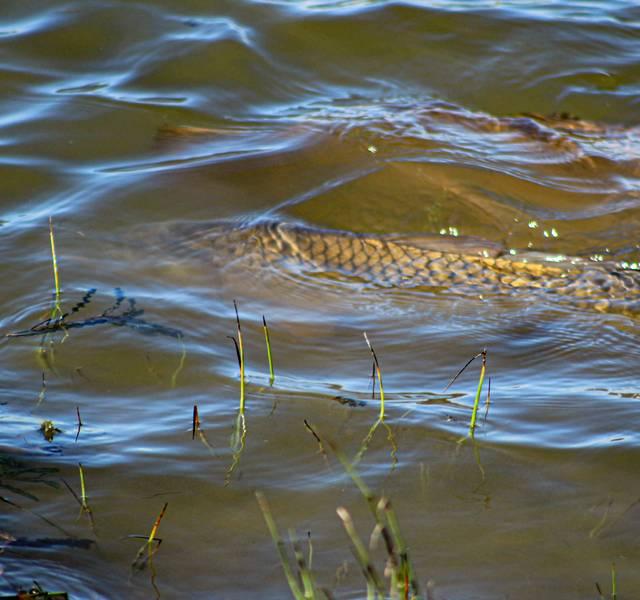 cruising carp