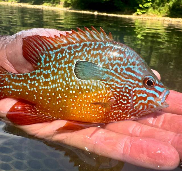 longear sunfish