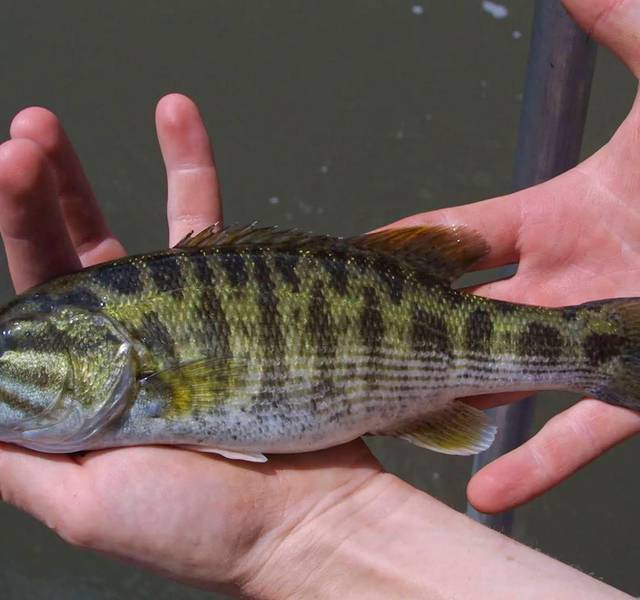 bartram's bass
