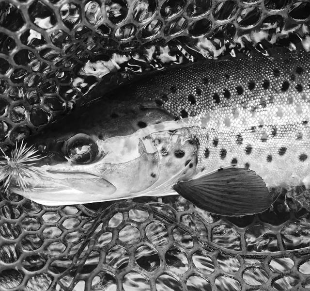 brown trout with hair spider fly in mouth