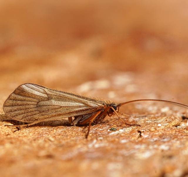 adult caddis macro photo