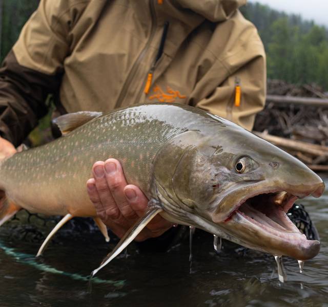 bull trout canada