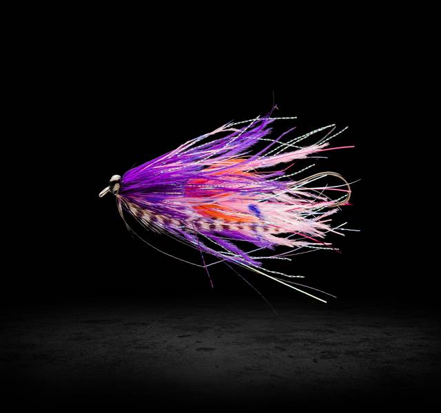 purple intruder fly