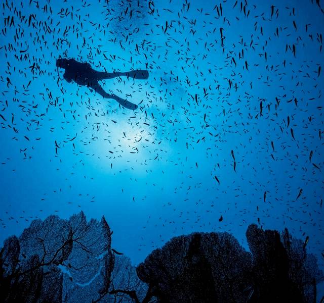 marine protected area diver swimming