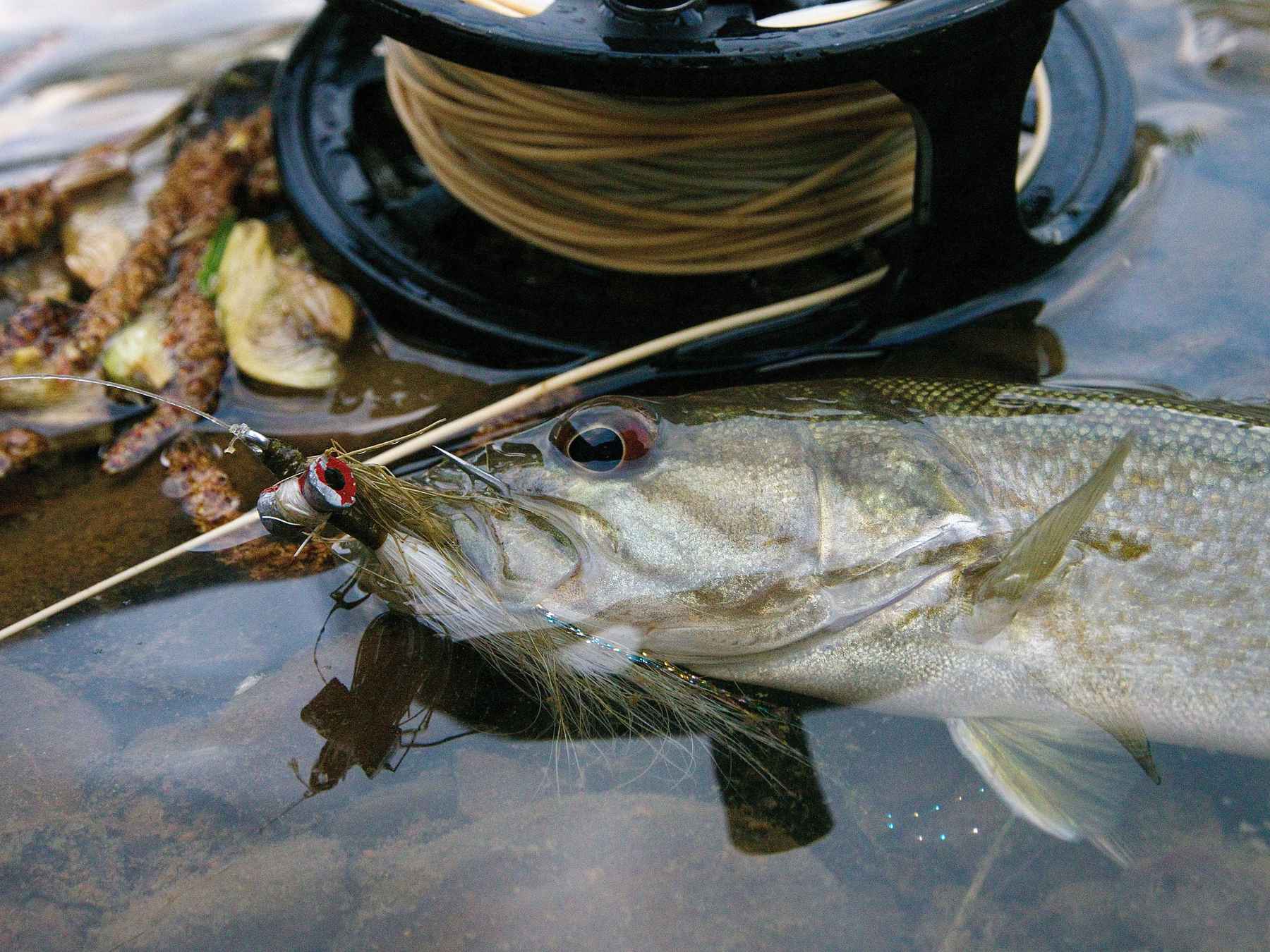 smallmouth bass, clouser