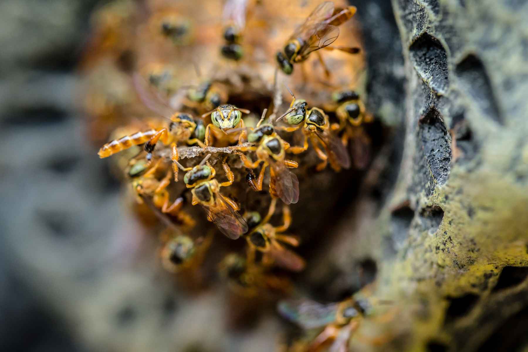 Called a Miss Bee because it has no sting and itch. It's know to many that the honey has medicinal properties, which is credited the ability to cure diseases such as cataracts and conjunctivitis in the eyes as well as gastritis, heartburn and anemia. Bolivia (photo: Bryan Gregson). Miss Bee