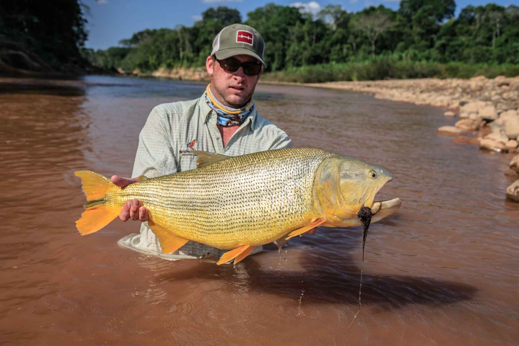 TK(Tom Kersbergen) is a Kamchatka and Chile guide and Yellow Dog Flyfishing's utility guy. Shown here with a cheek full of coco leaves and a cantankerous Golden Dorado. Bolivian Golden Dorado