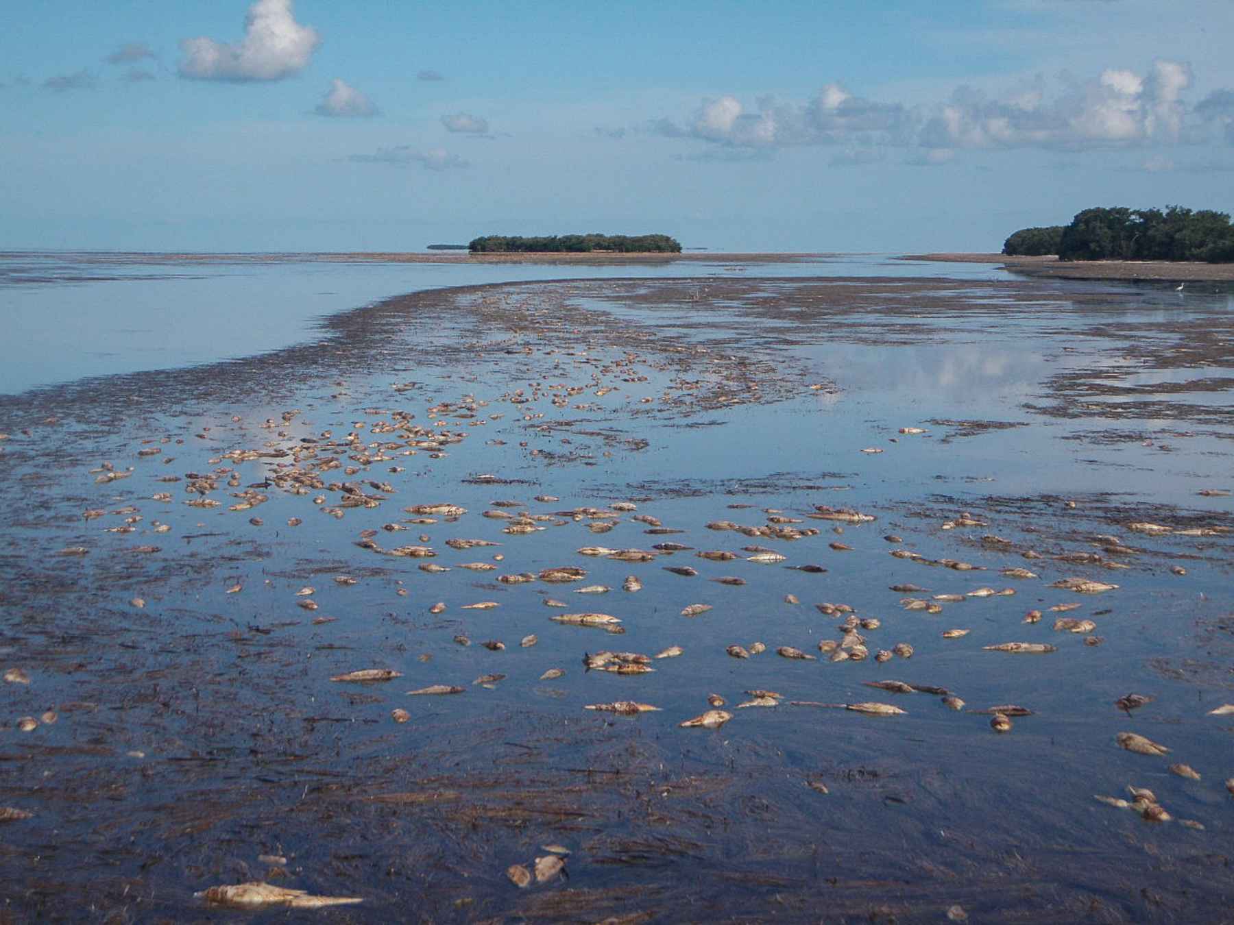 florida blue green algae fish kill
