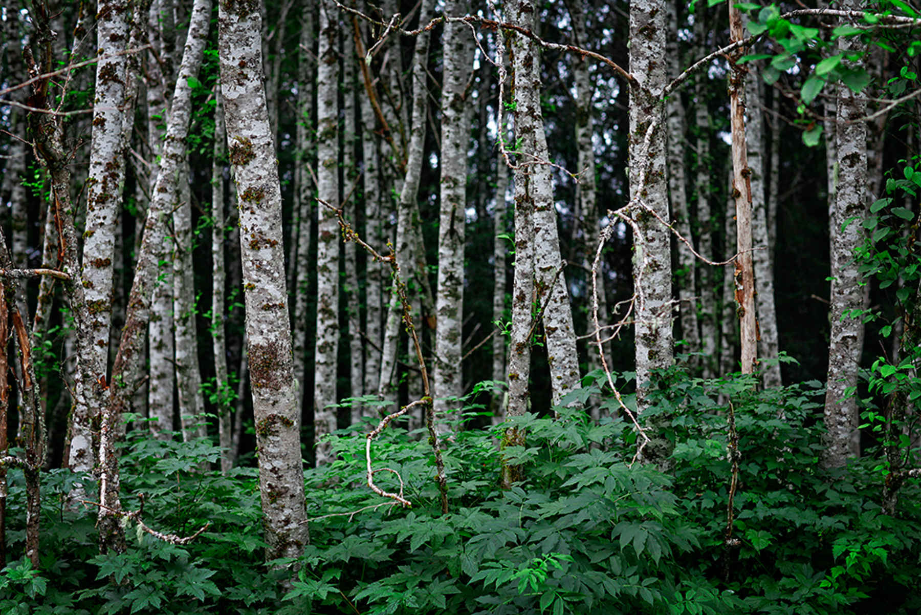 Tongass National Forest