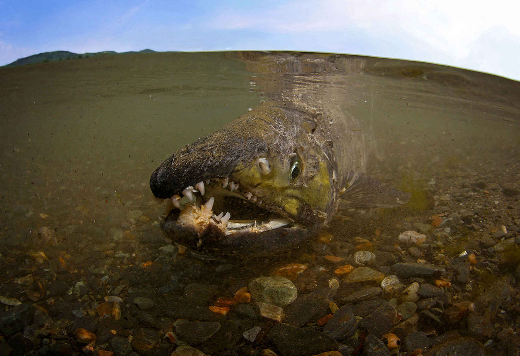 Chum salmon near Juneau, Alaska (photo: Earl Harper).