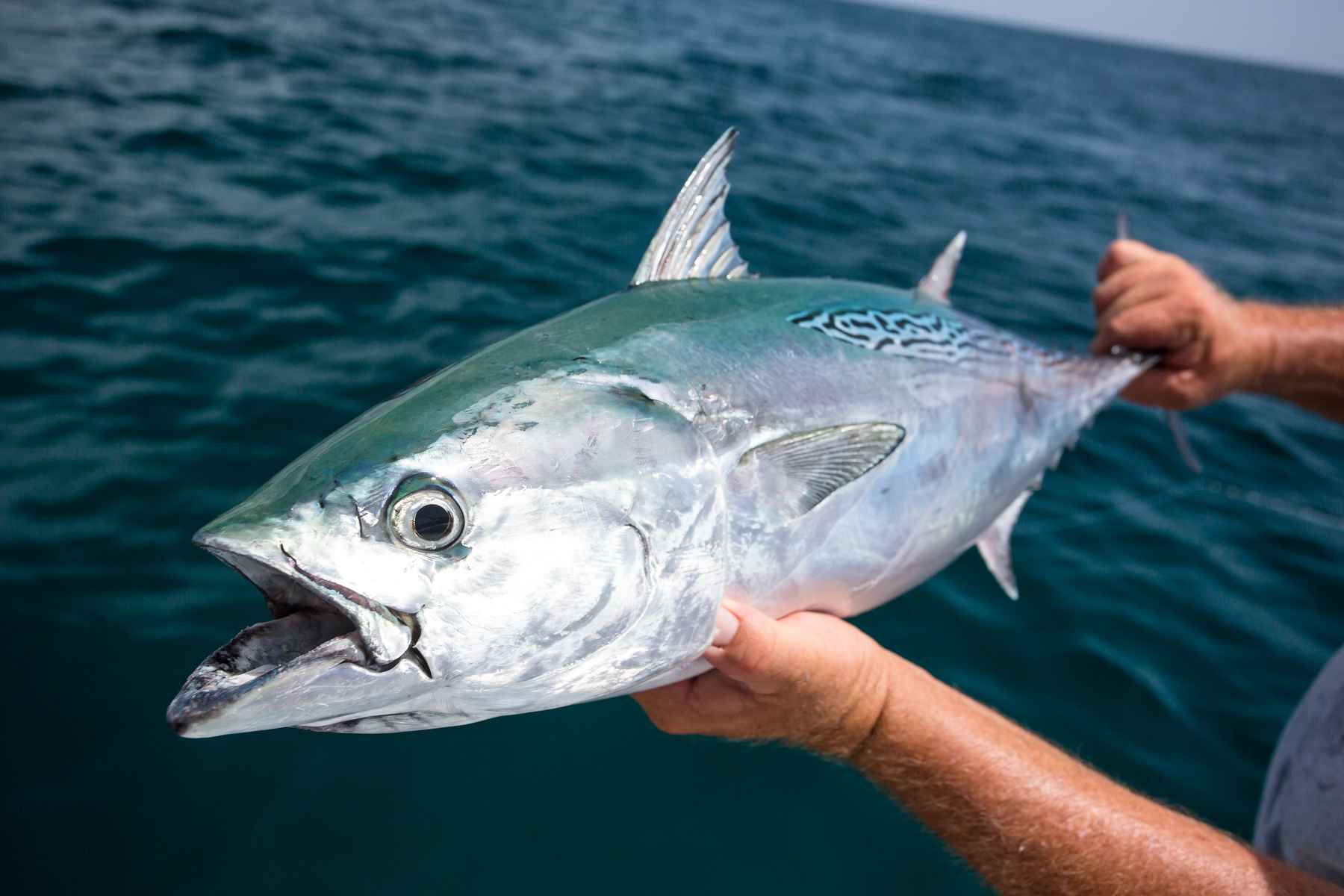 Winston intros New Boron III Plus fly rods | Hatch Magazine - Fly