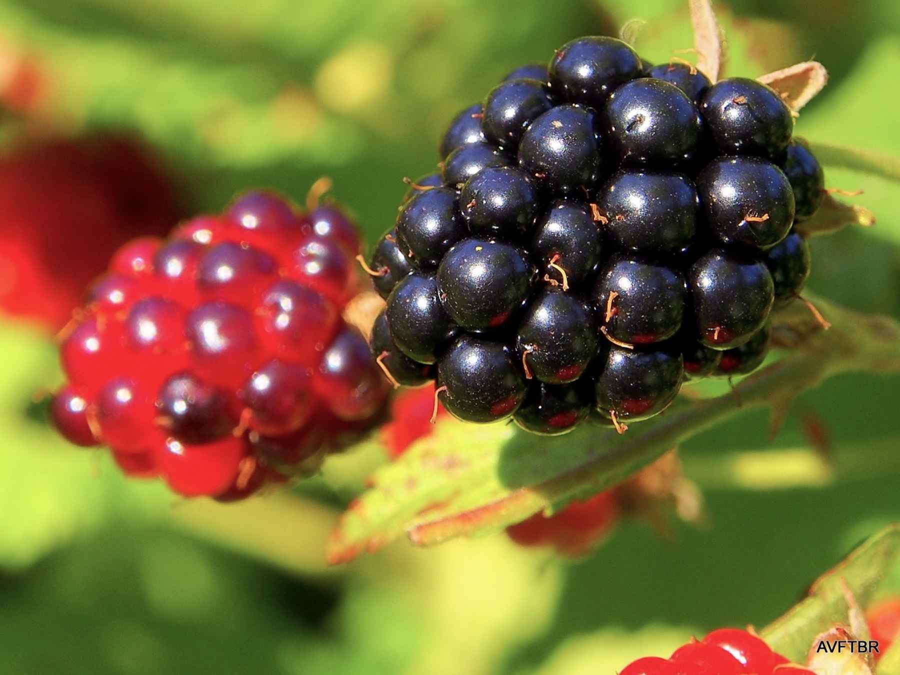 ozark mountain blackberries