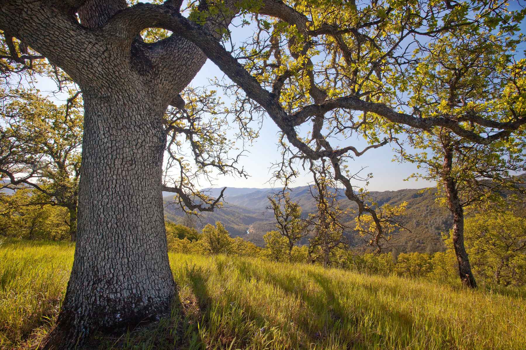 Berryessa Snow Mountain National Monumen