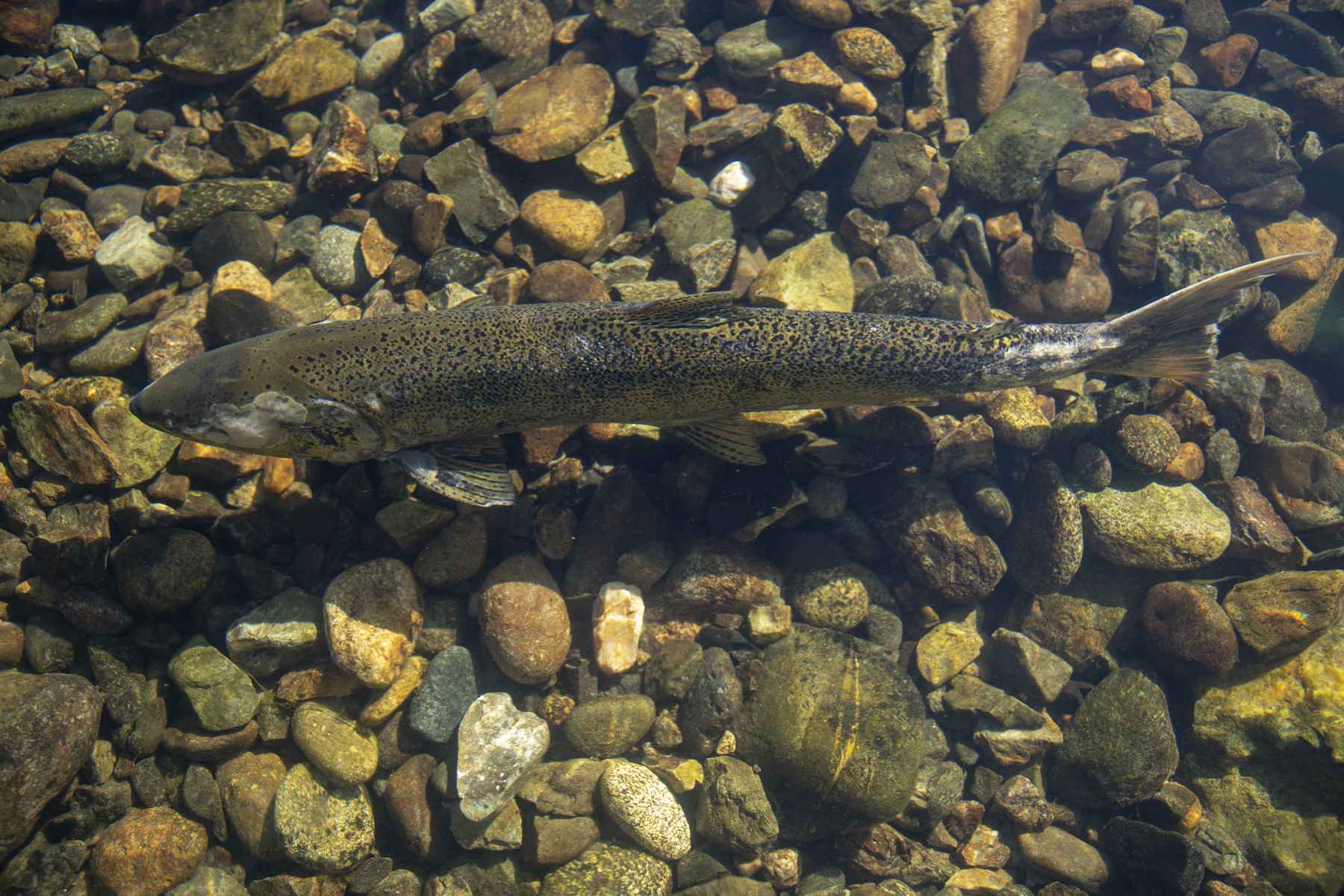 A post-spawn spring Chinook salmon in Trinity River (photo: John Heil/USFWS). post-spawn spring Chinook salmon in Trinity River