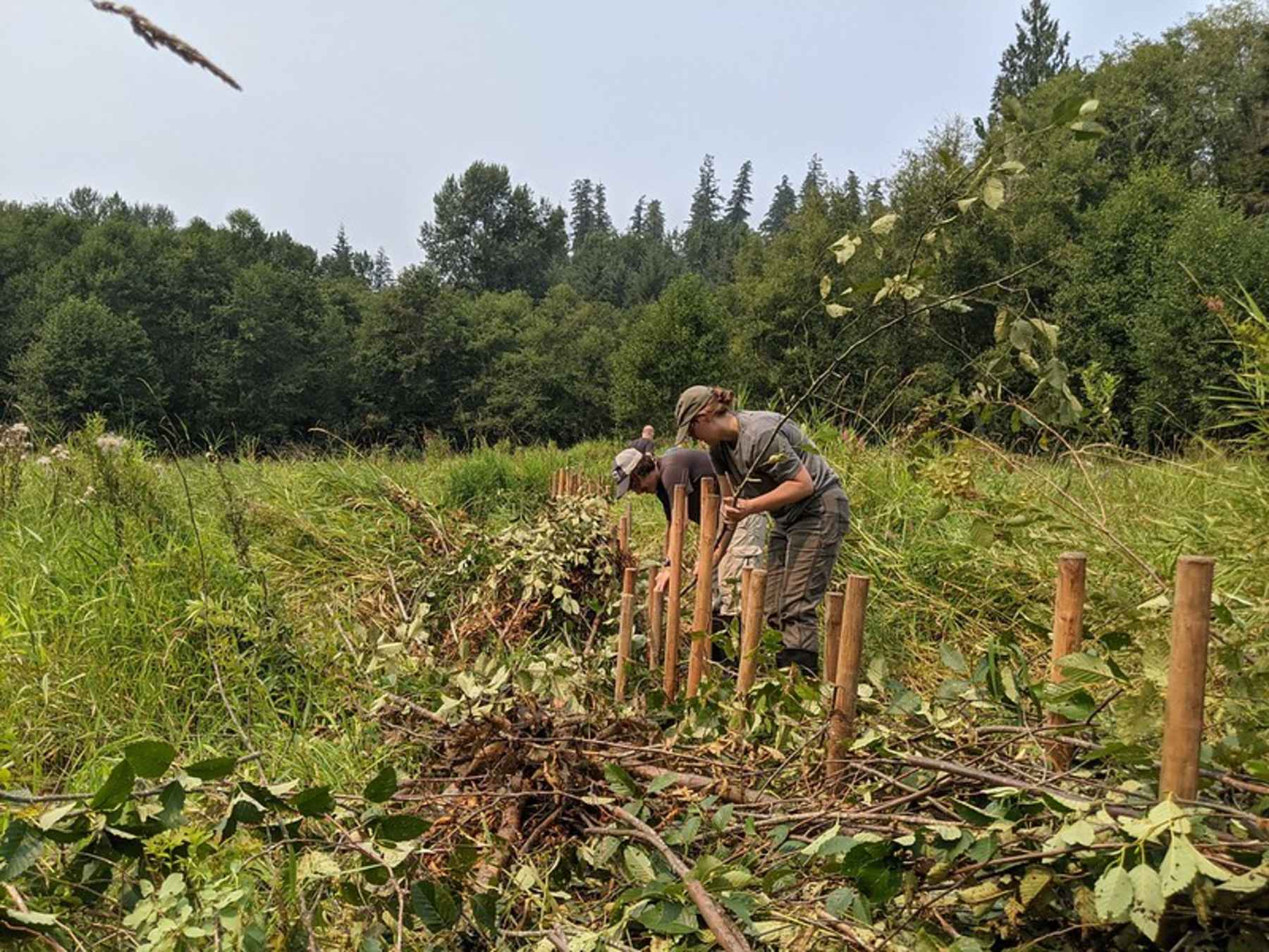 Three beaver dam analogs were installed Woods Creek, a tributary of the Cispus River, Washington