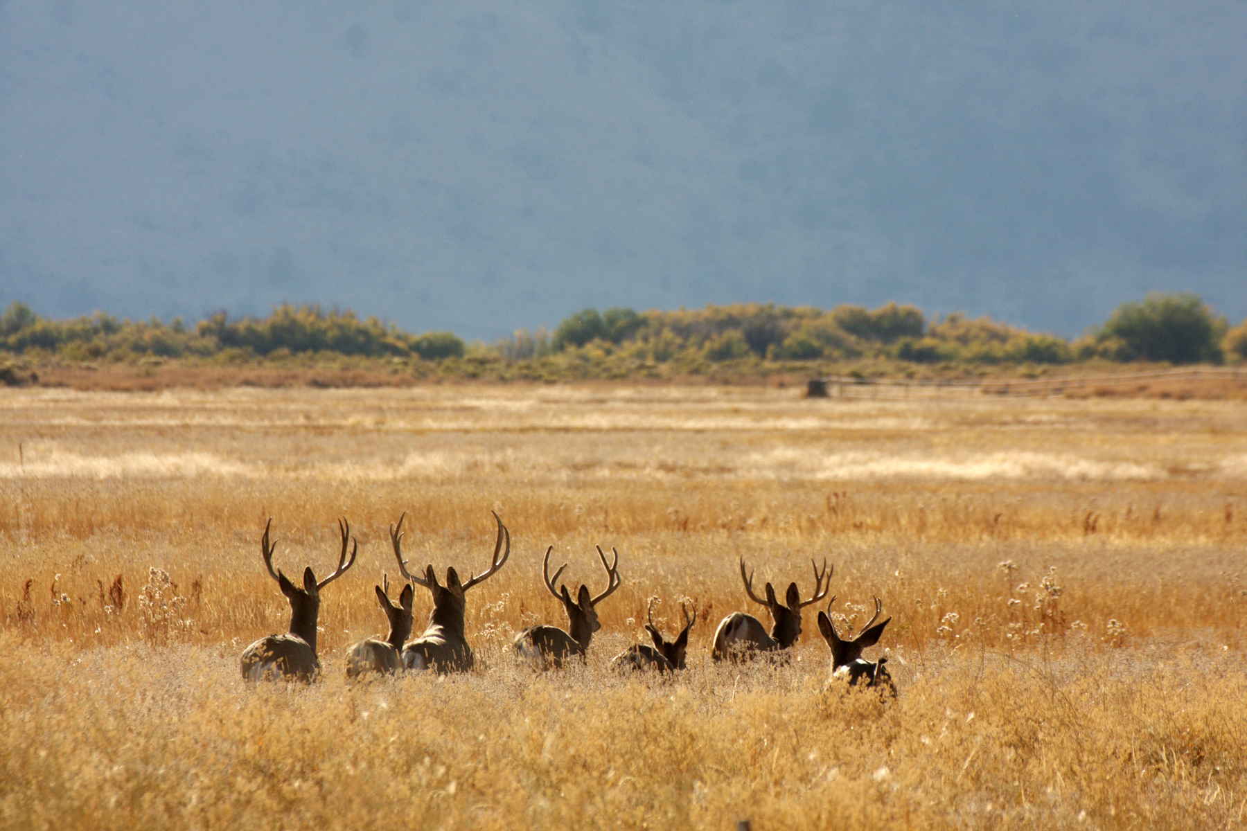 Mule deer malheur wildlife refuge