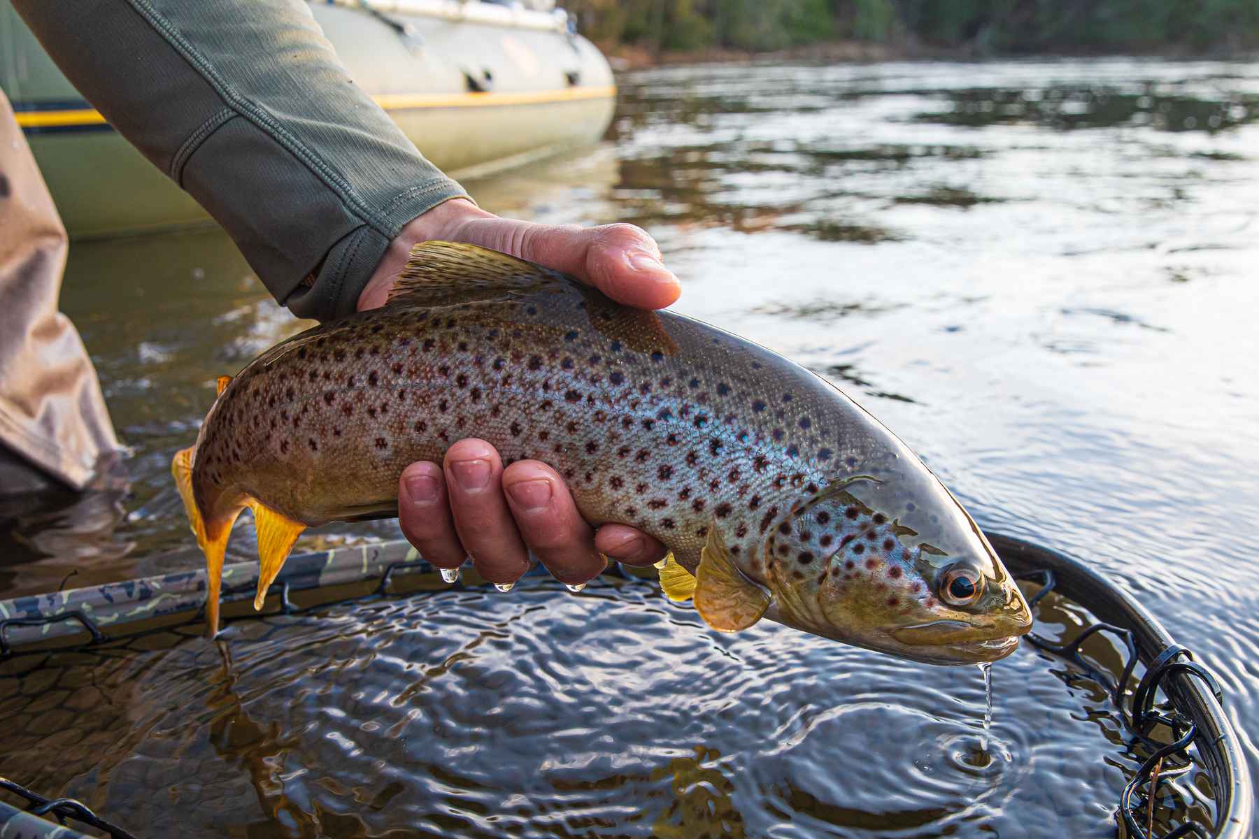 Trout are in hot water in 2021 | Hatch Magazine - Fly Fishing, etc.