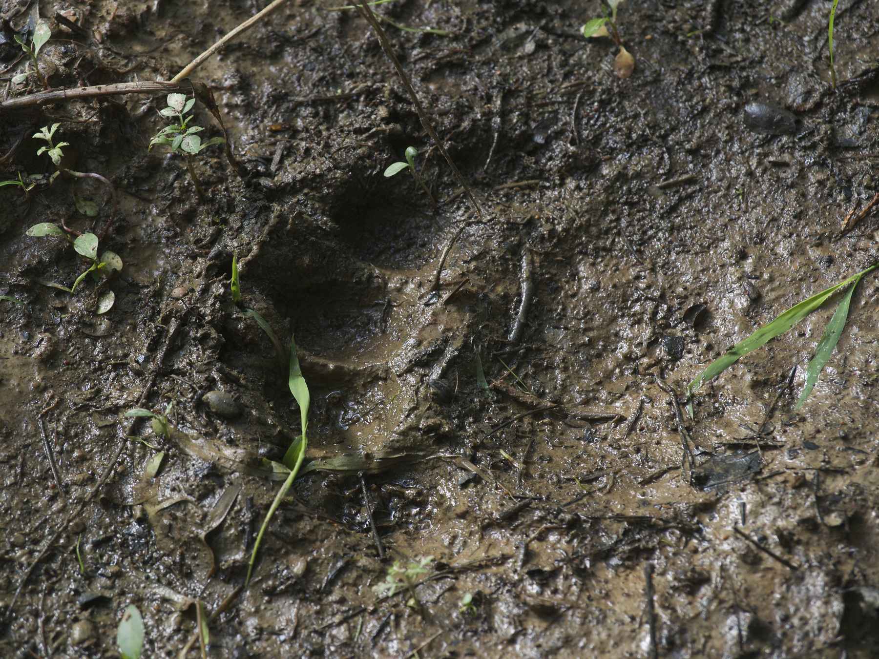 ozark black bear paw print