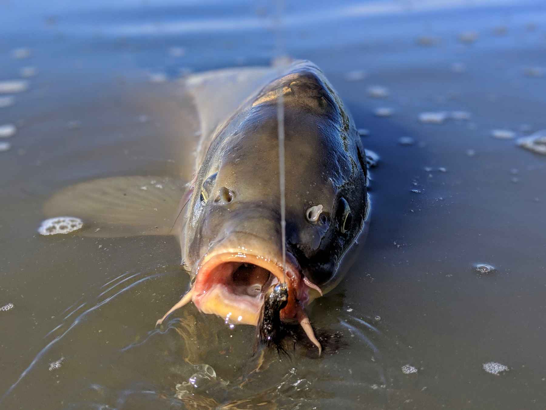 How to fish the carp spawn | Hatch Magazine - Fly Fishing, etc.