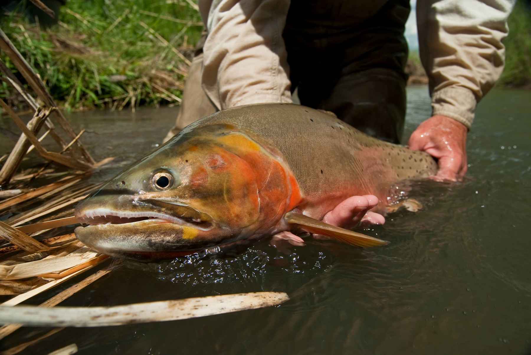 Utah Cutthroat Trout