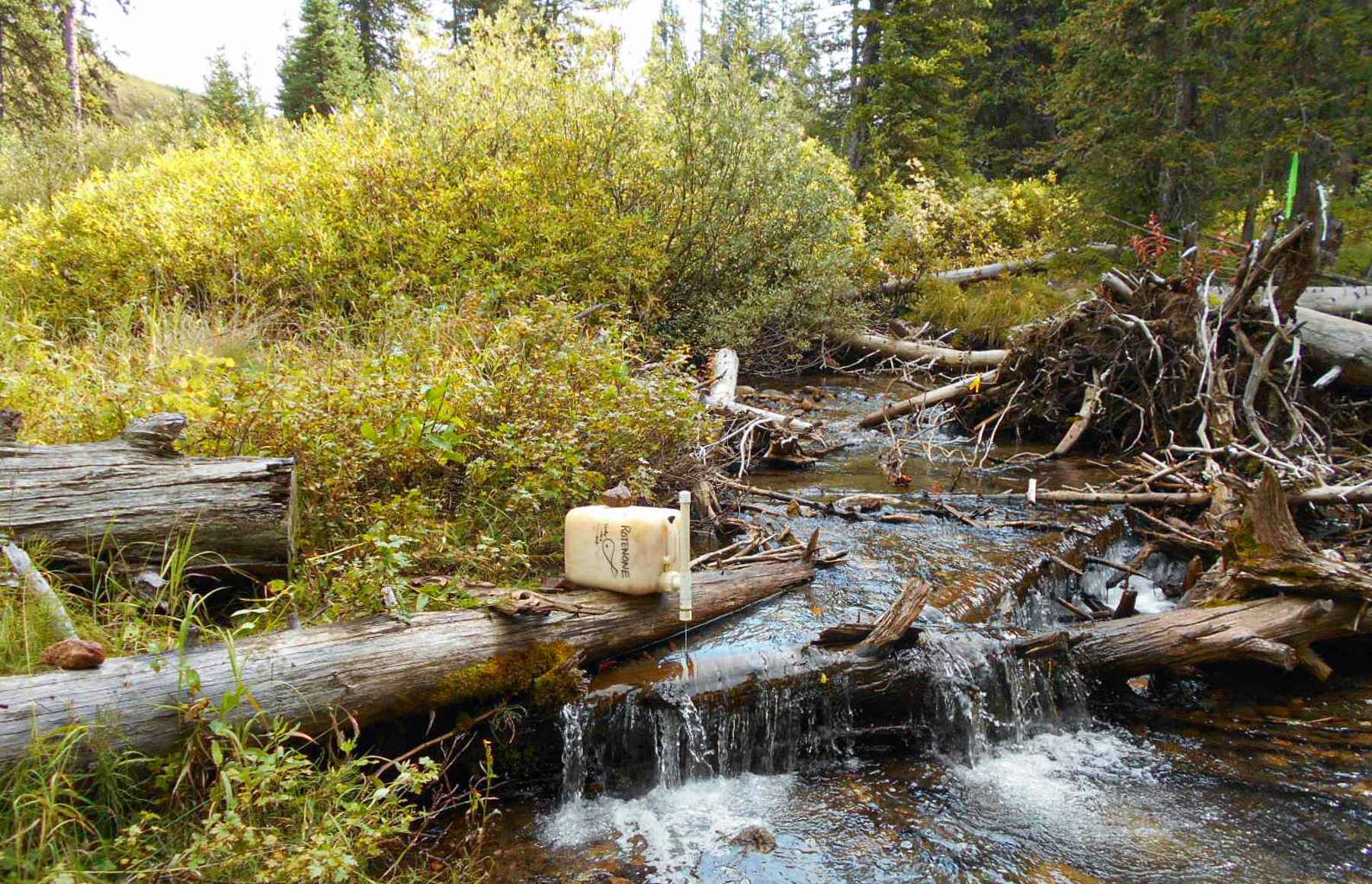 A five-gallon rotenone drip station (photo: Montana Fish, Wildlife and Parks). A five-gallon rotenone drip station
