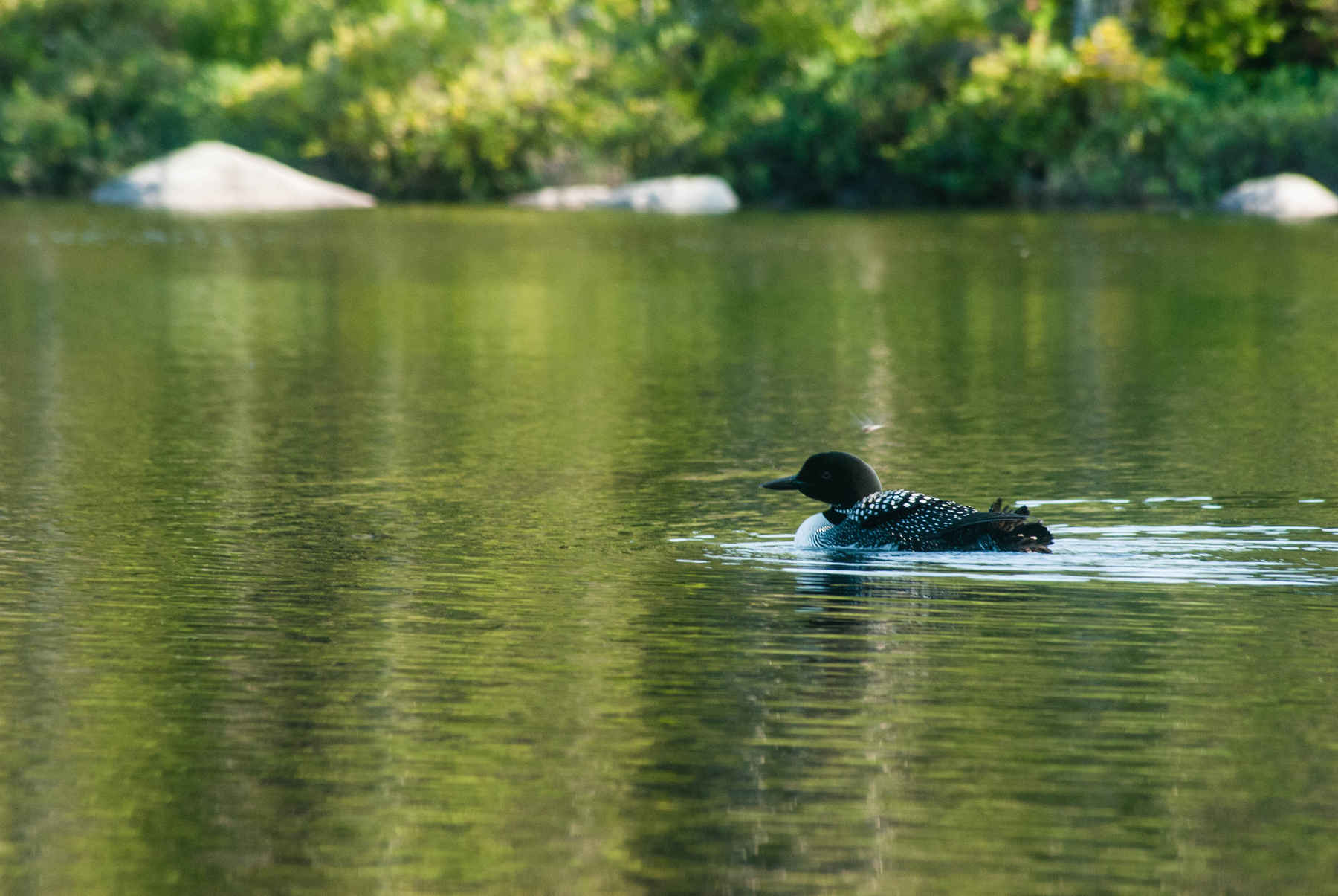 Photo: Matthew Reilly maine loon
