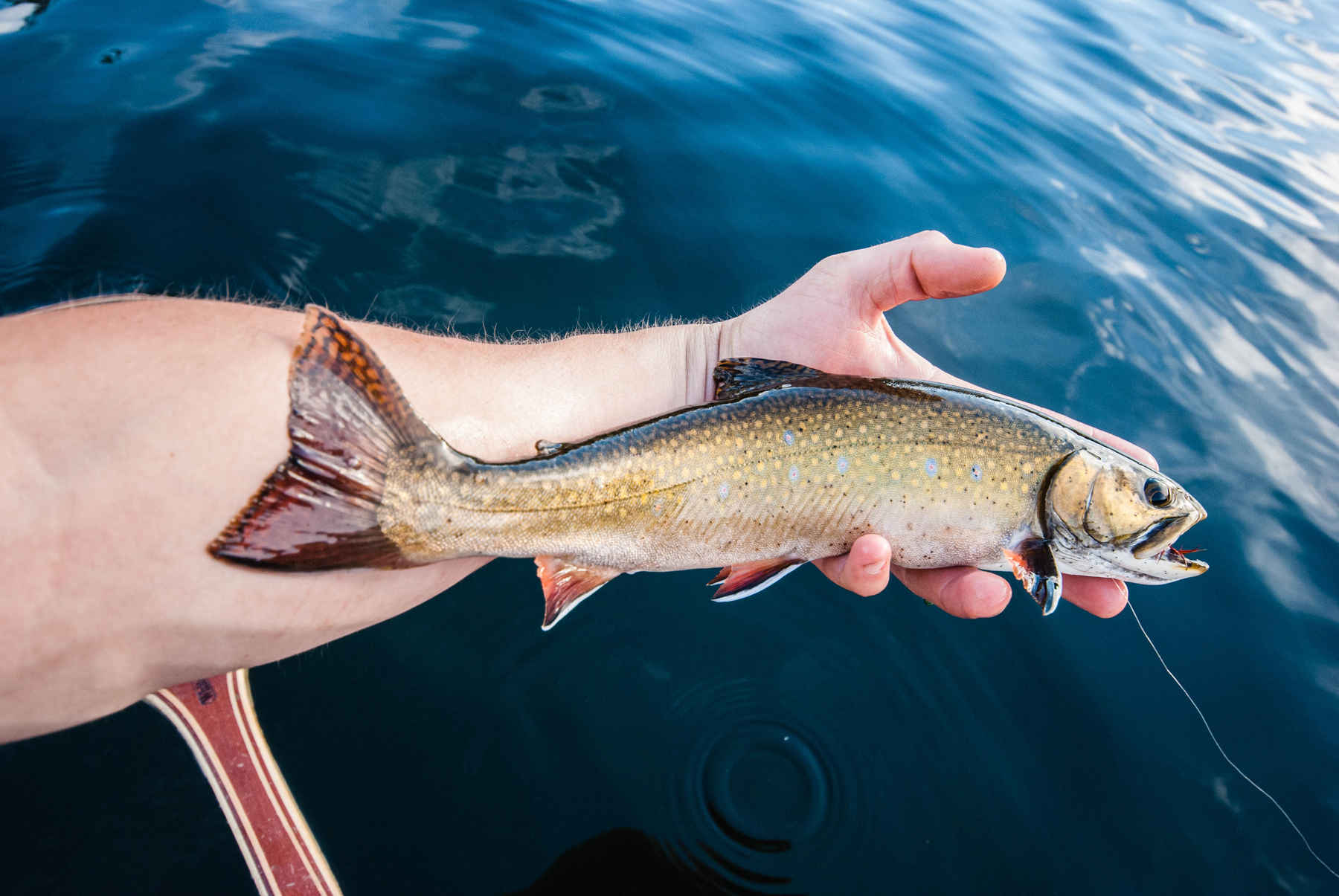 Photo: Matthew Reilly Maine brook trout
