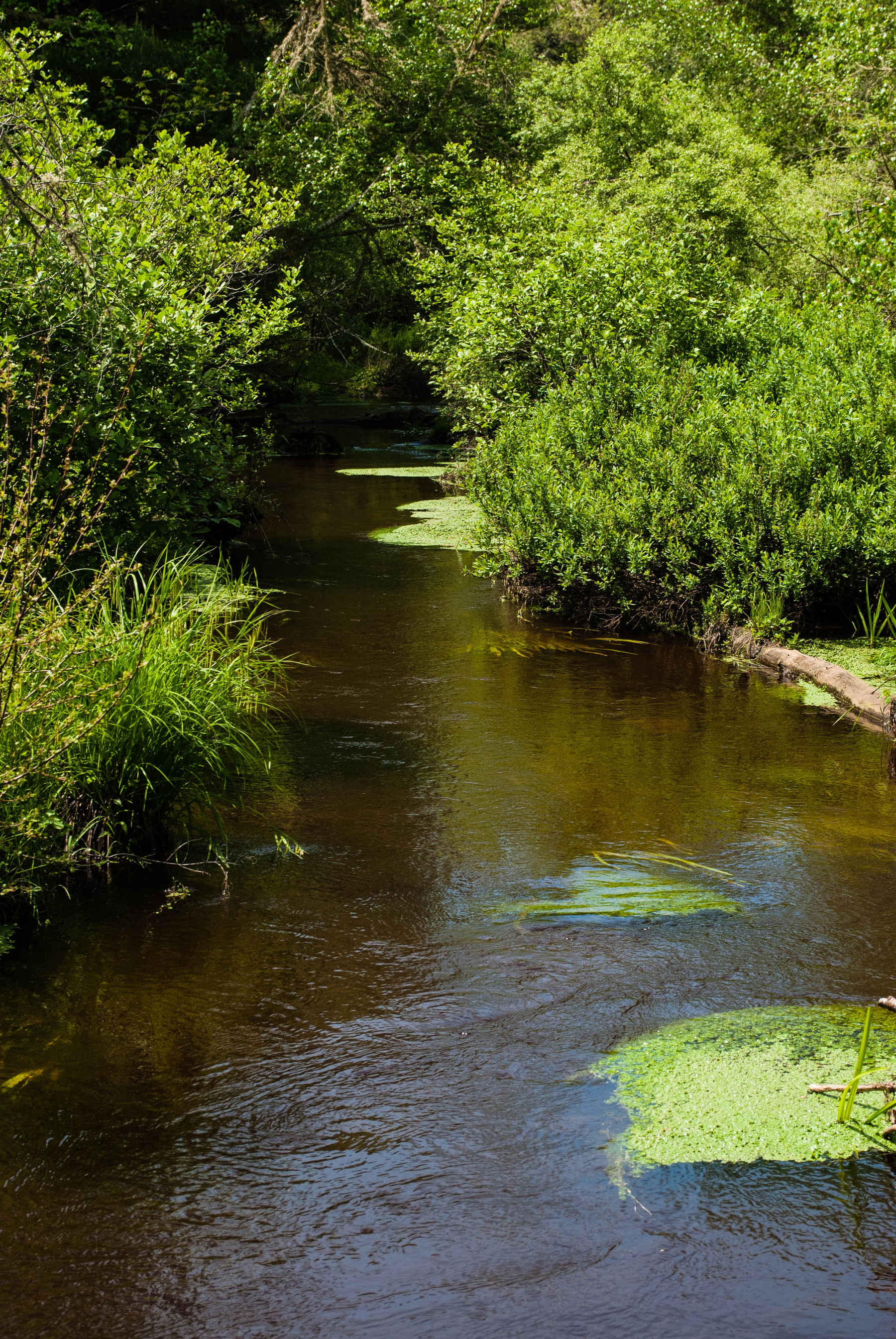 red brook cape cod