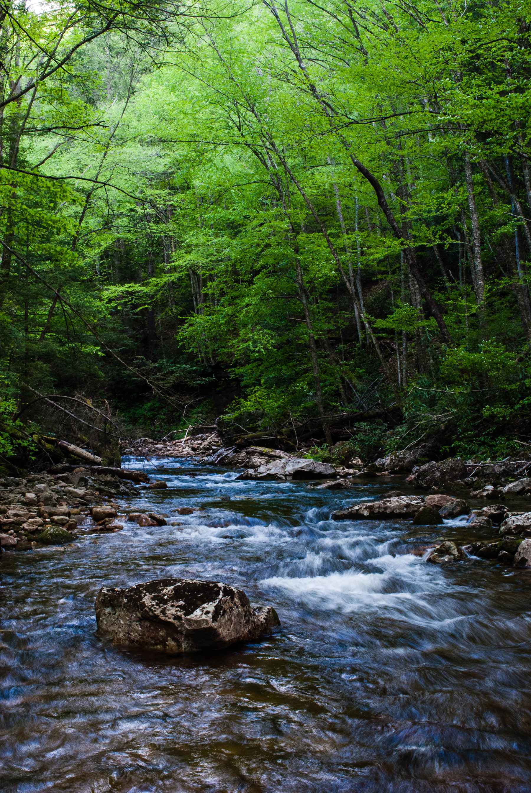 Photo: Matthew Reilly Cranberry National Wilderness - Cranberry River