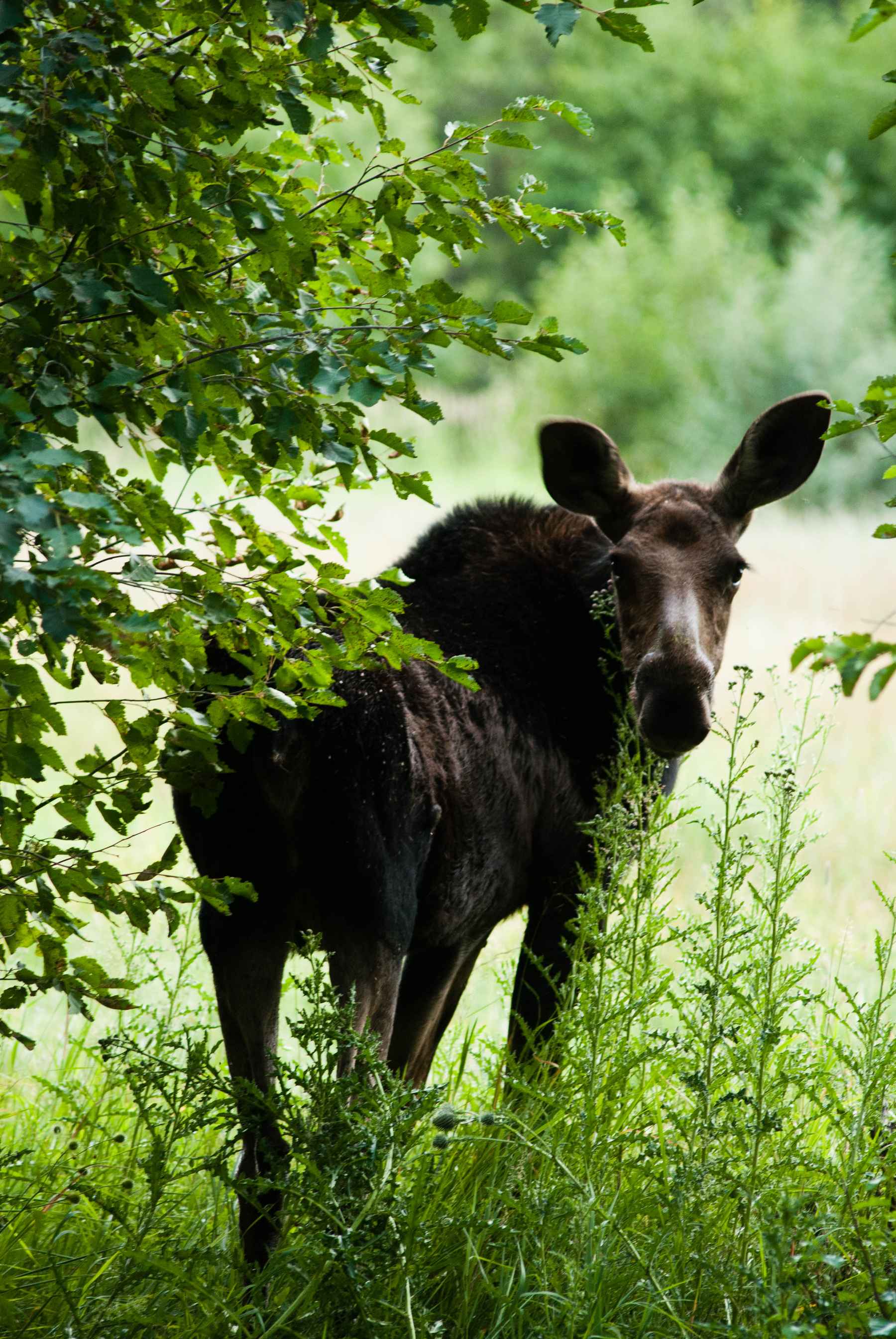 Photo: Matthew Reilly maine woods moose