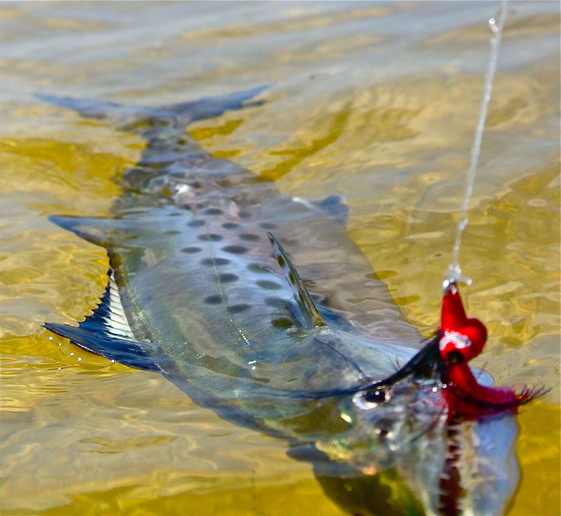 Chasing Mackerel in Tarpon Bay | Hatch Magazine - Fly Fishing, etc.