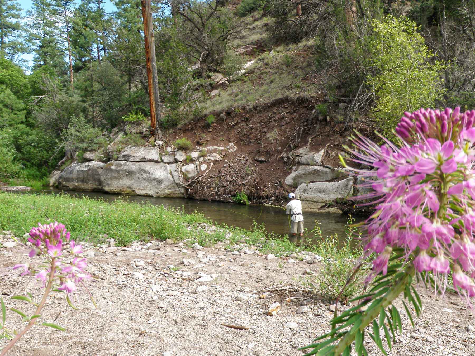 Fishing a small stream in New Mexico's Gila Wilderness 