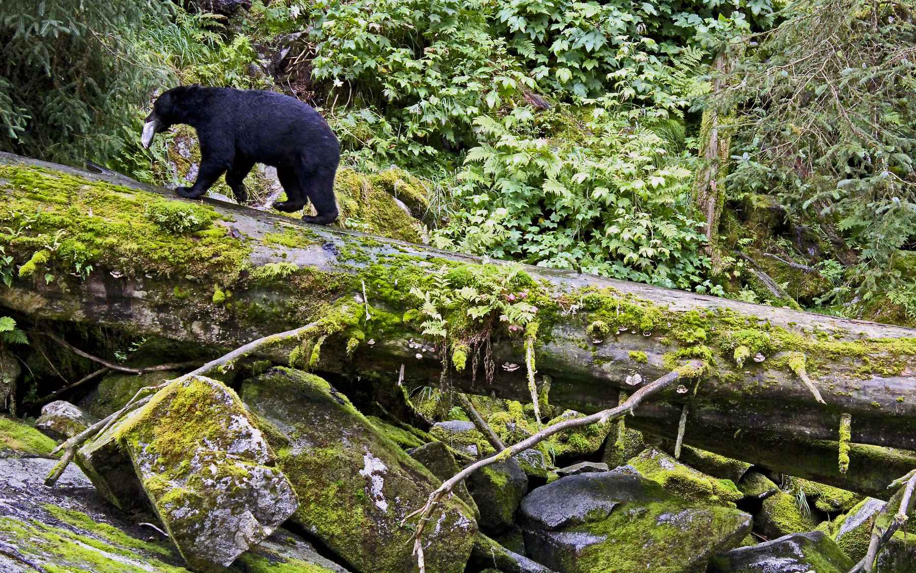 Photo: Chris Hunt Alaskan Bear Fishing