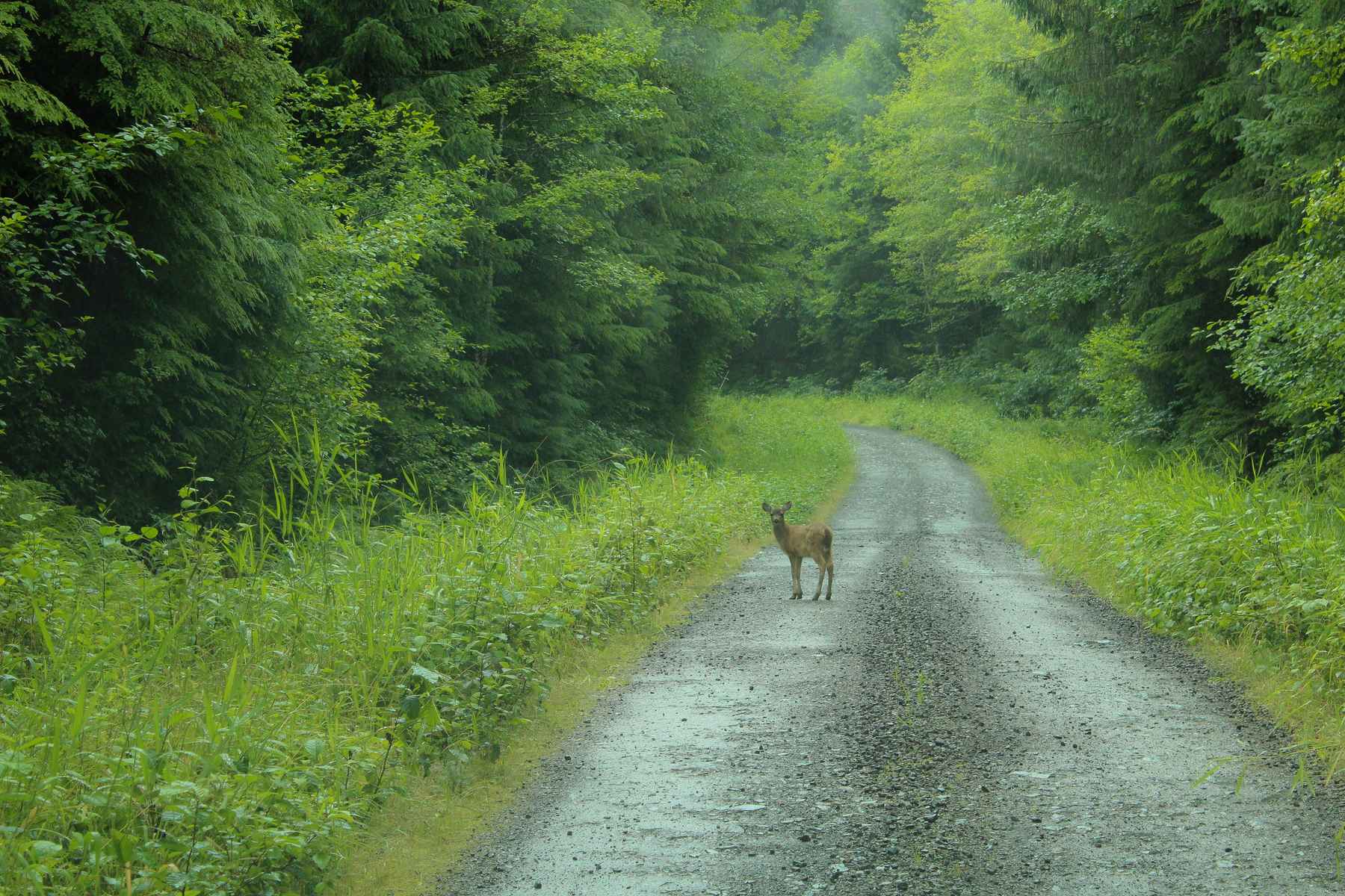 prince of wales logging road