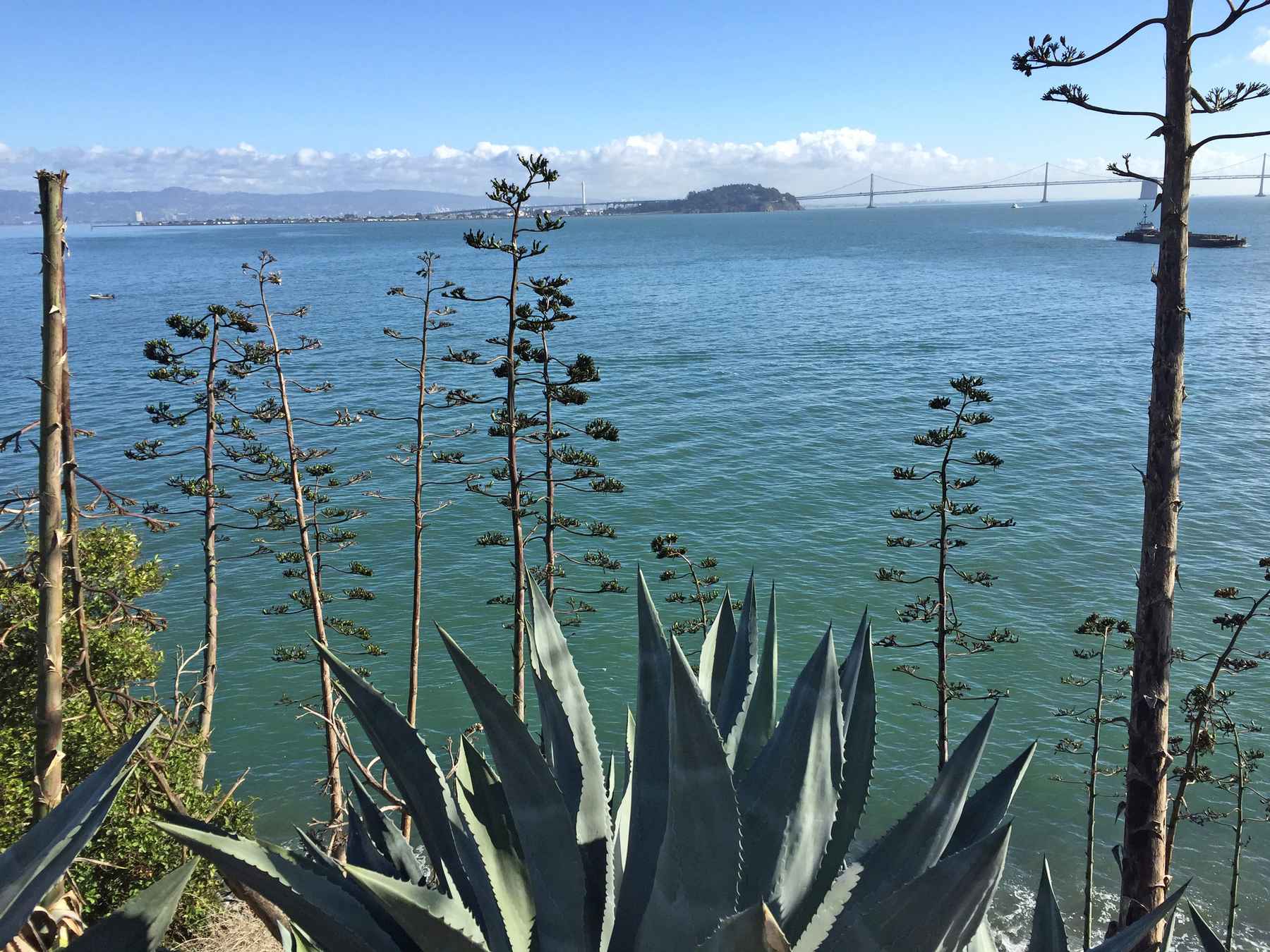 san francisco bay - agave trail