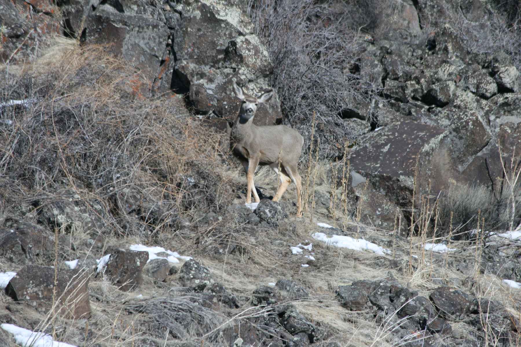idaho mule deer