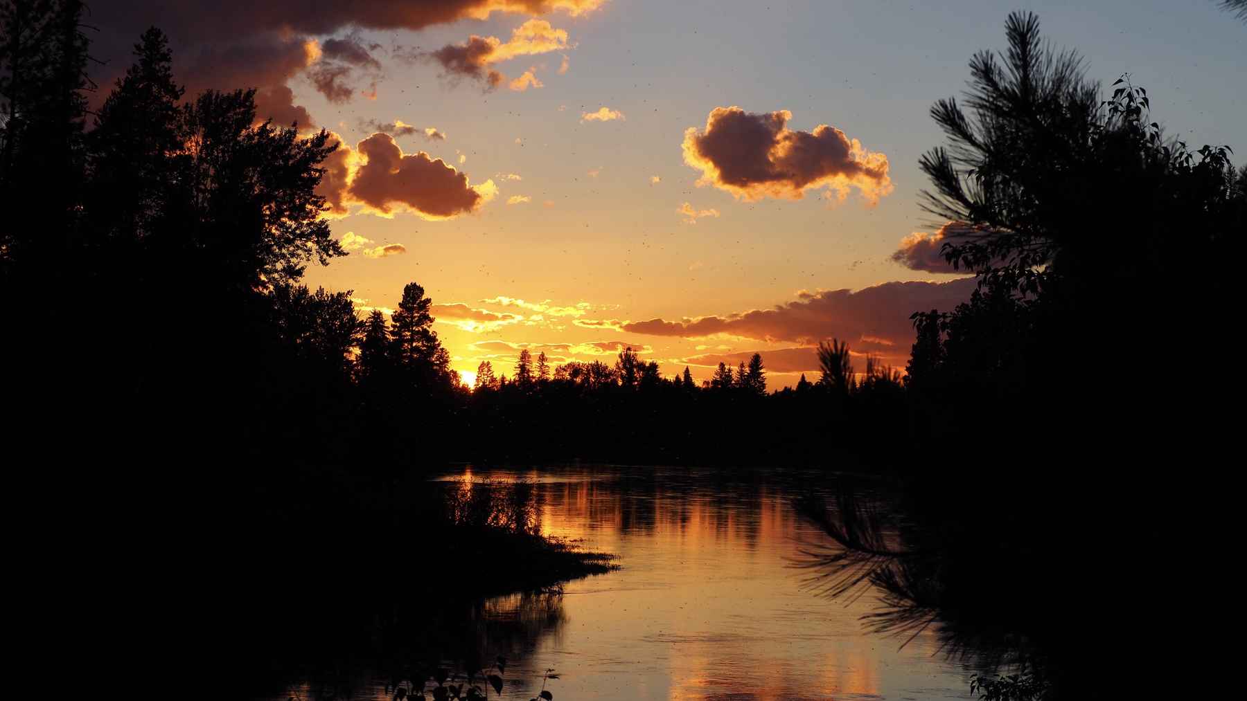 Clouds of green drake spinners dance over the Swan River a few miles north of Laughing Horse Lodge (photo: Todd Tanner). Swan River, Montana, Green Drake Spinners
