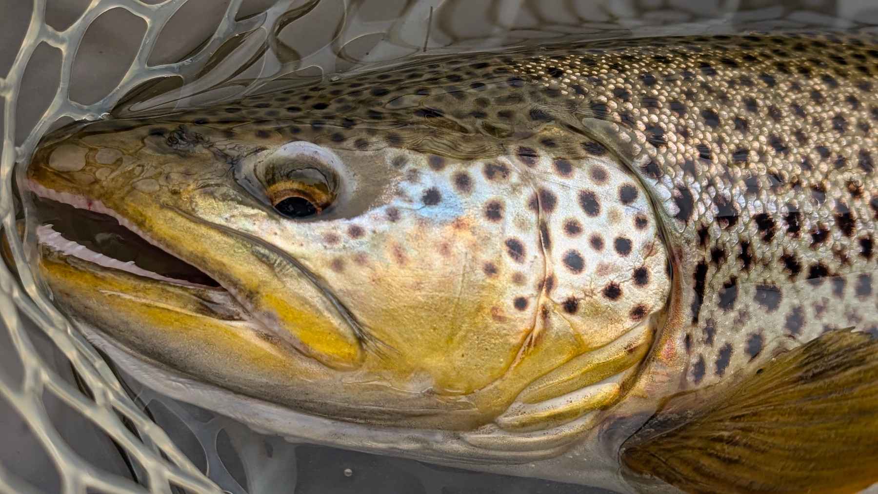 brown trout missouri river montana