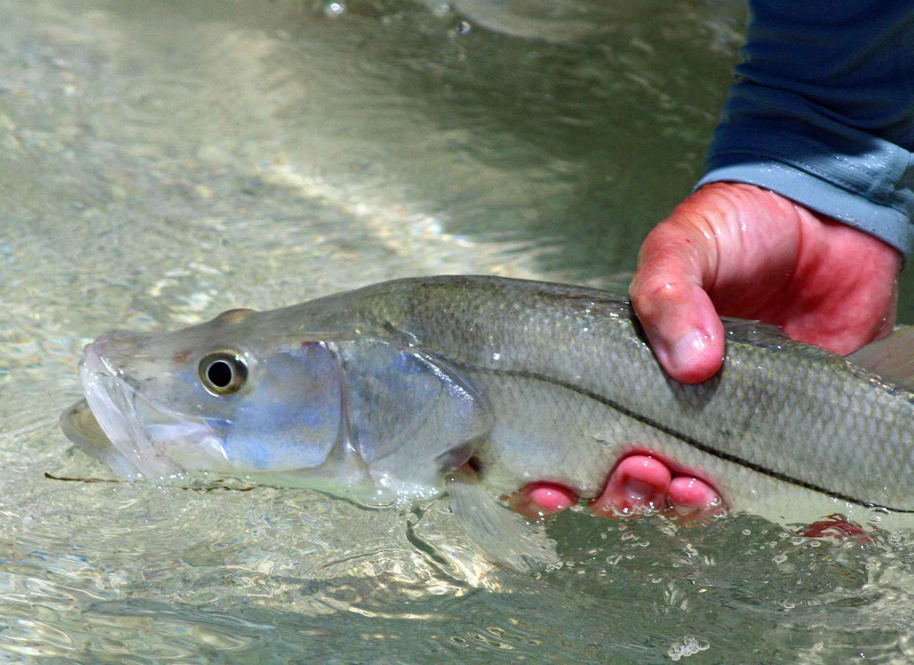 Photo: Mike Hodge fly fishing for snook