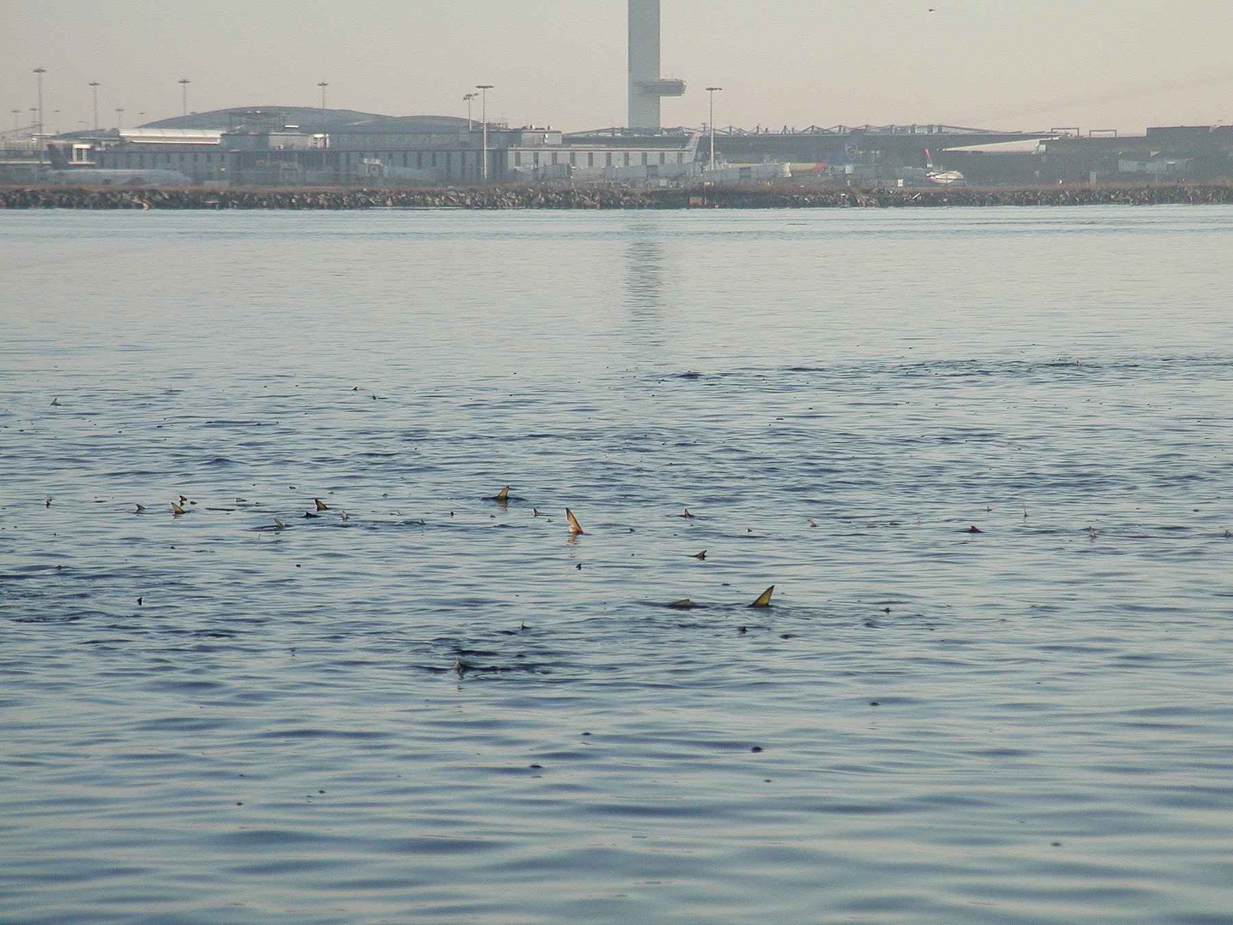tightly packed menhaden