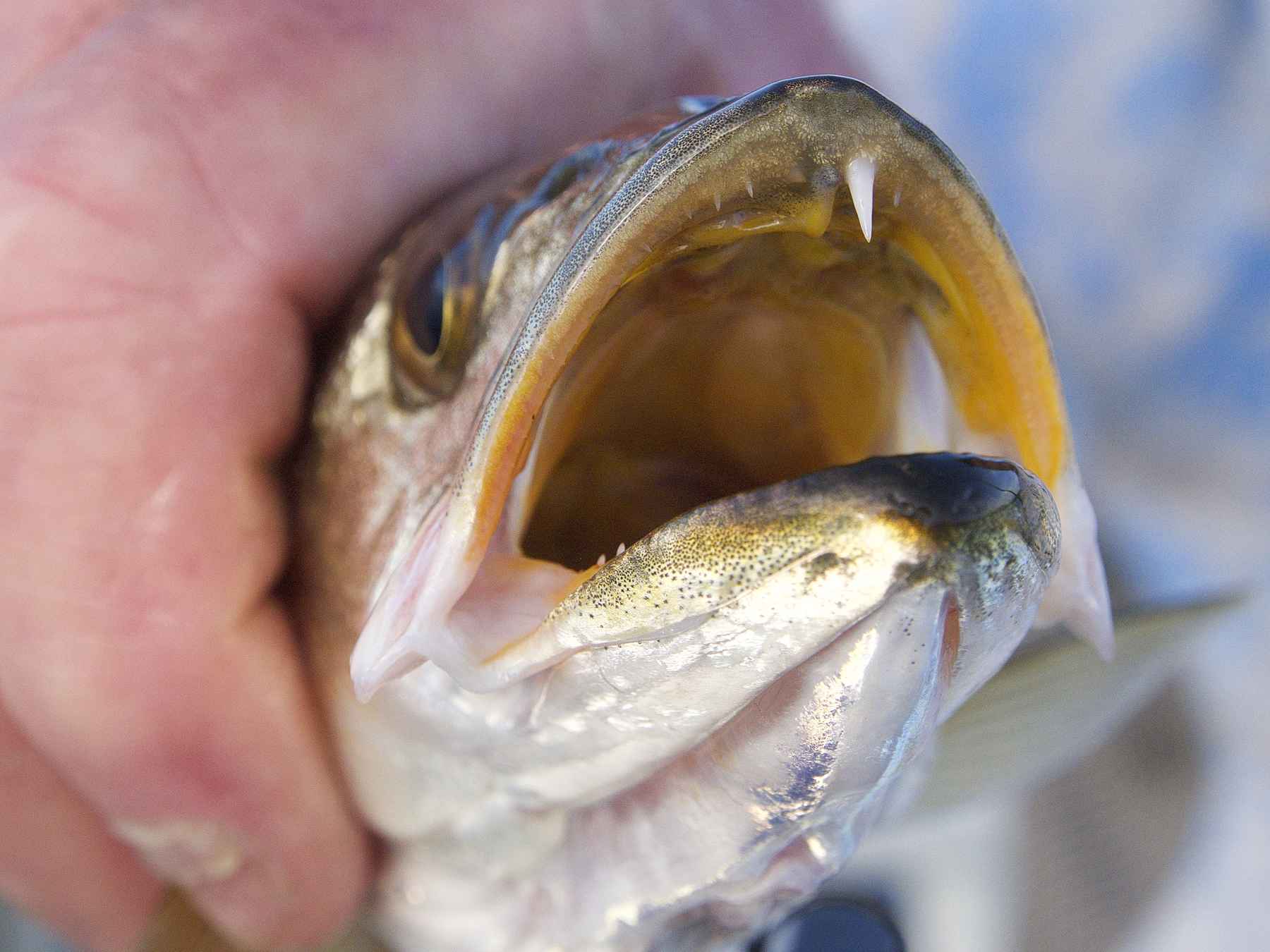 speckled trout fangs