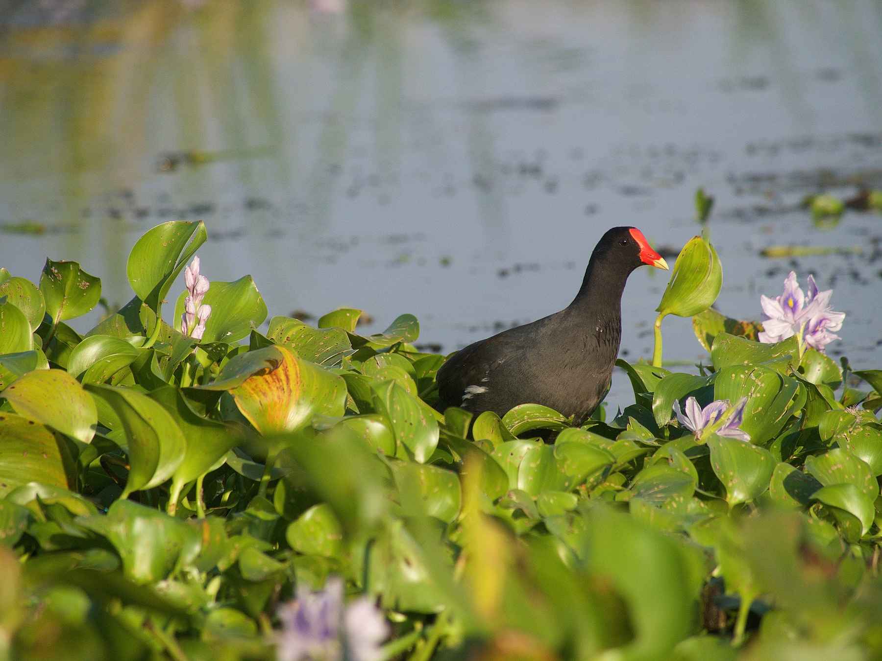 Photo: Johnny Carrol Sain coastal louisiana