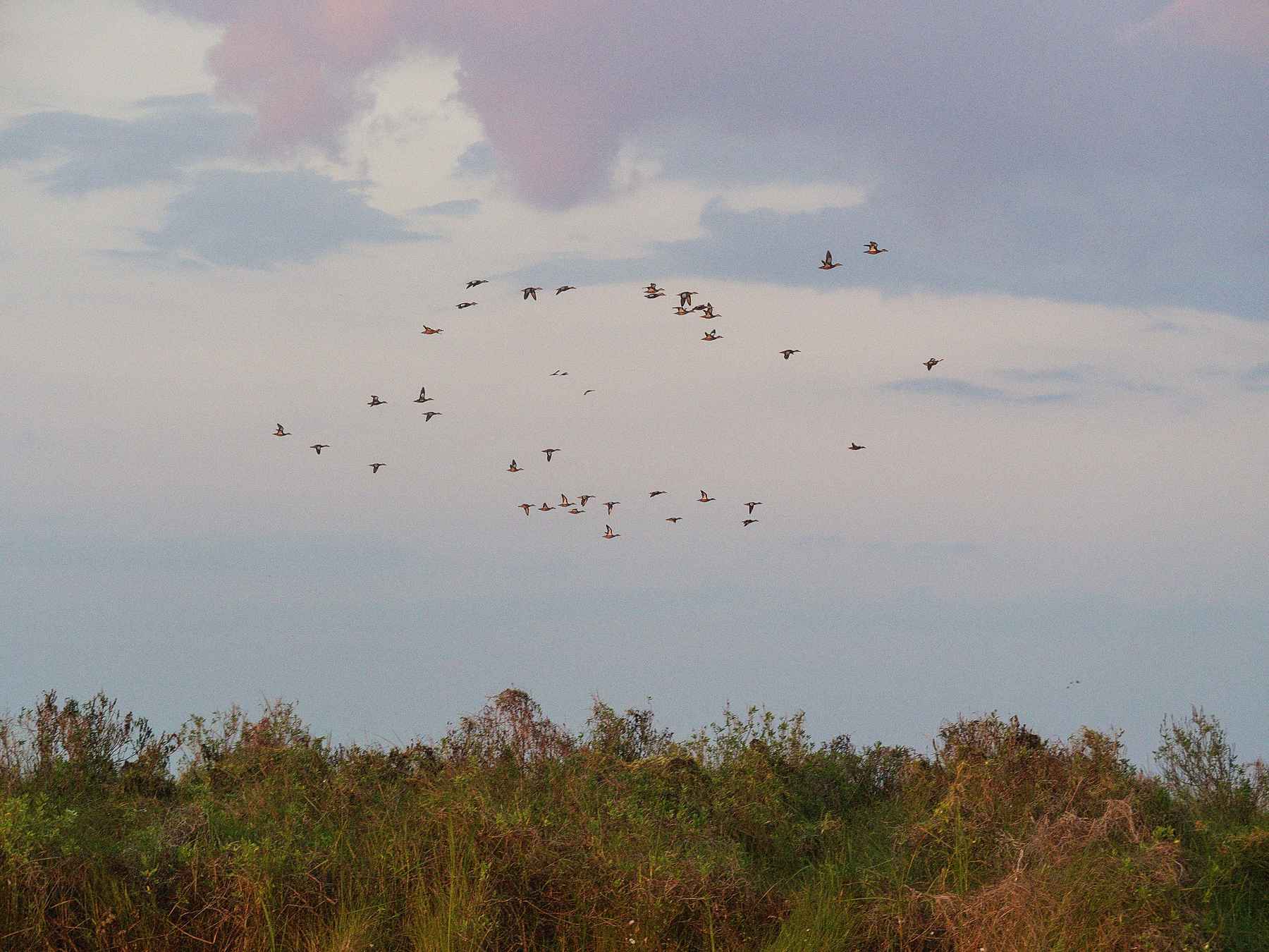 Photo: Johnny Carrol Sain coastal louisiana marsh