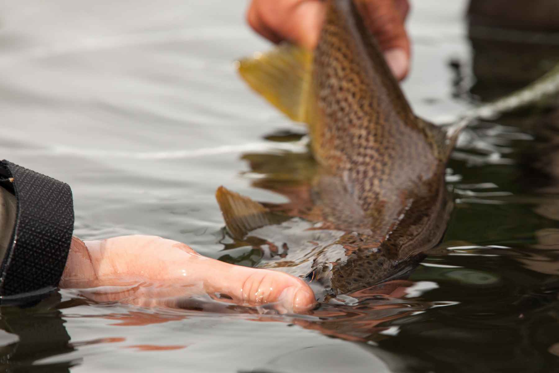 A richly-colored brown trout from the upper reaches of Rio Malleo (photo: Chad Shmukler). Patagonia - Rio Malleo Fly Fishing